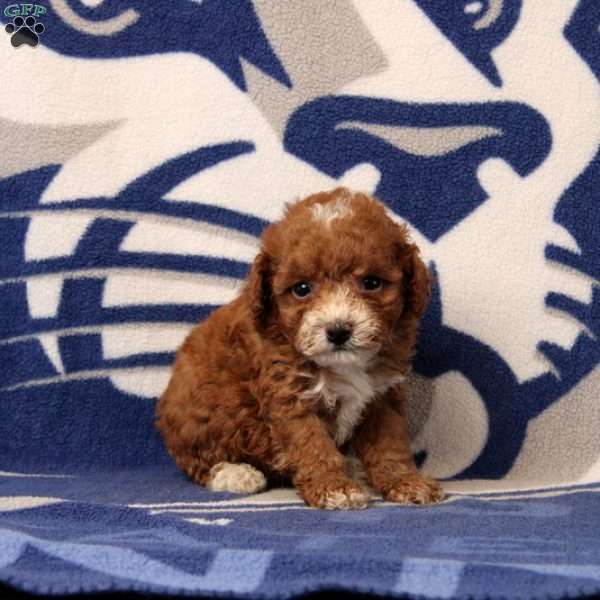 Jolene, Toy Poodle Puppy